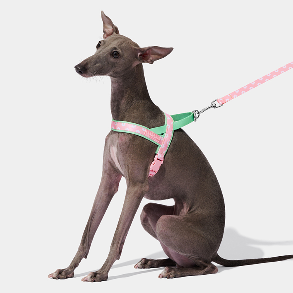 Headcollar Rope Set - Arnés de Lujo para Mascotas con
