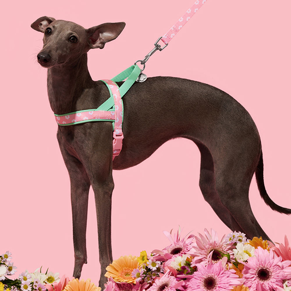 Arnés de Lujo para Mascotas co - Headcollar Rope Set reseña y precio